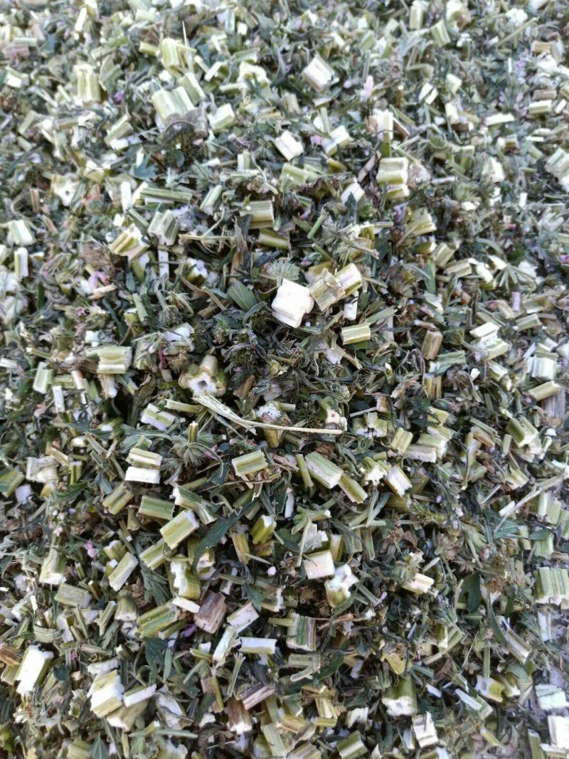 益母草