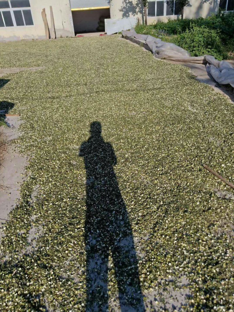 益母草