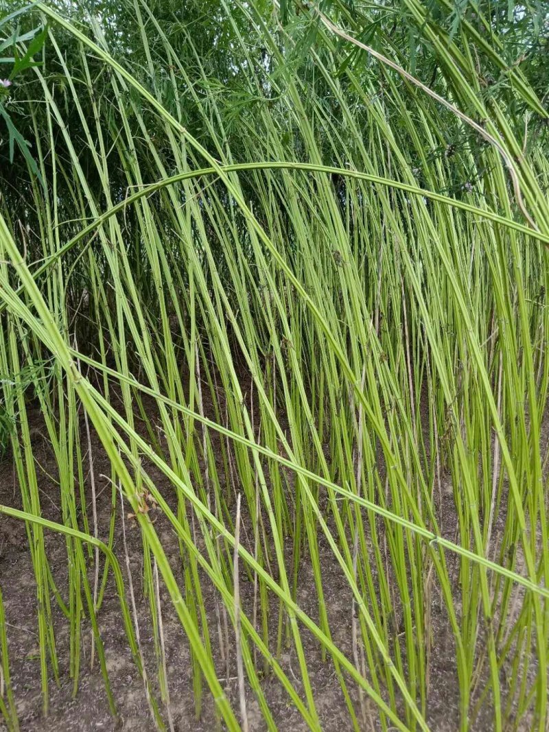 益母草