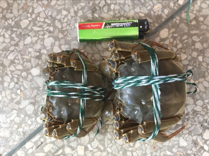 螃蟹食用雌蟹