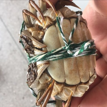 螃蟹食用雌蟹
