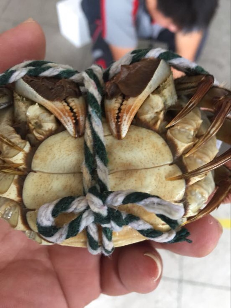 螃蟹食用雌蟹