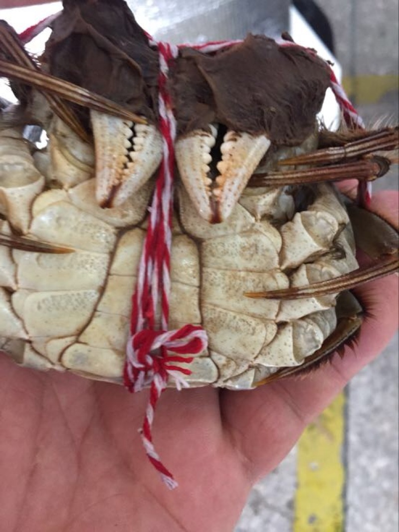 螃蟹食用雌蟹