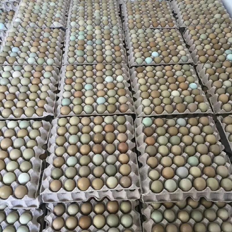 内蒙古鸡蛋，全国一件包邮，120枚一箱，168.88元