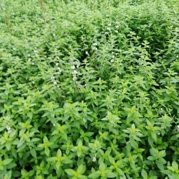 薄荷