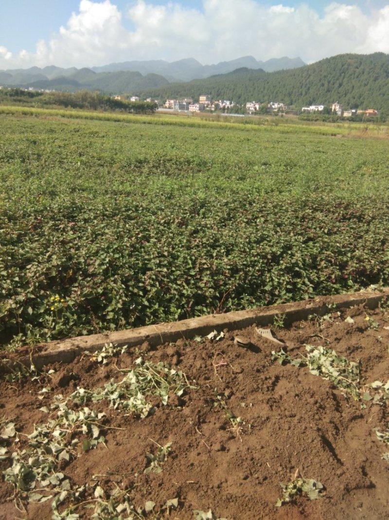 鱼腥草