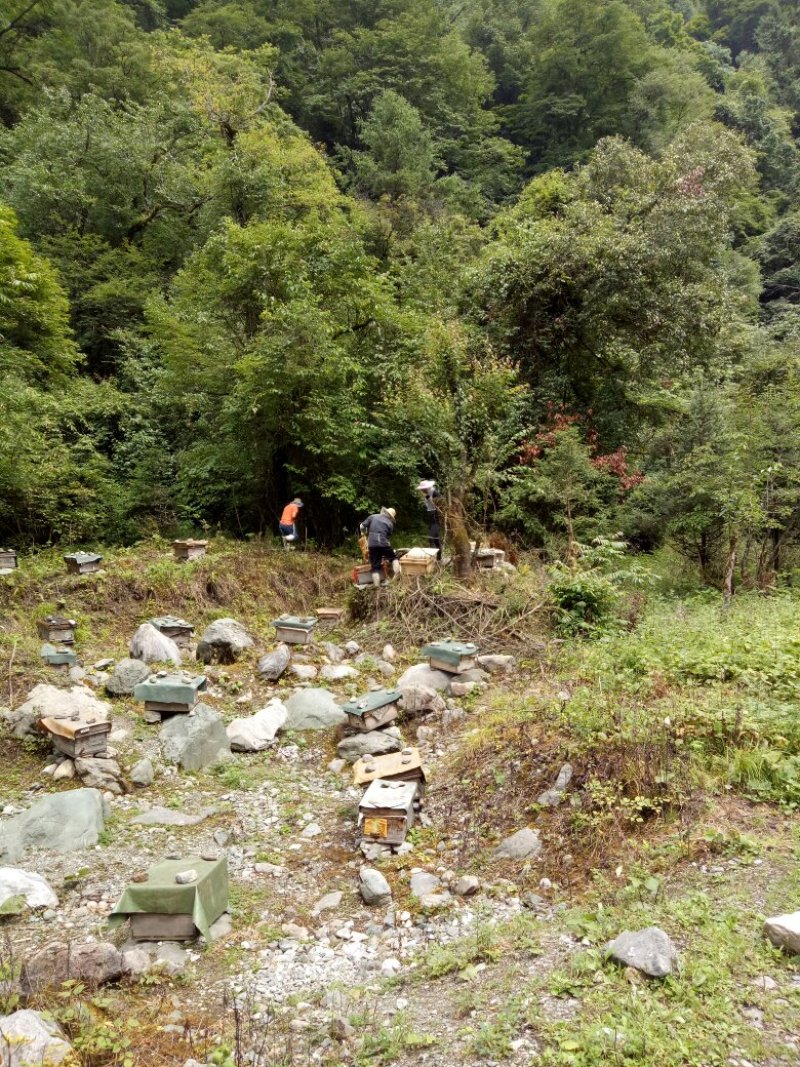 原始森林百花蜜，药蜜