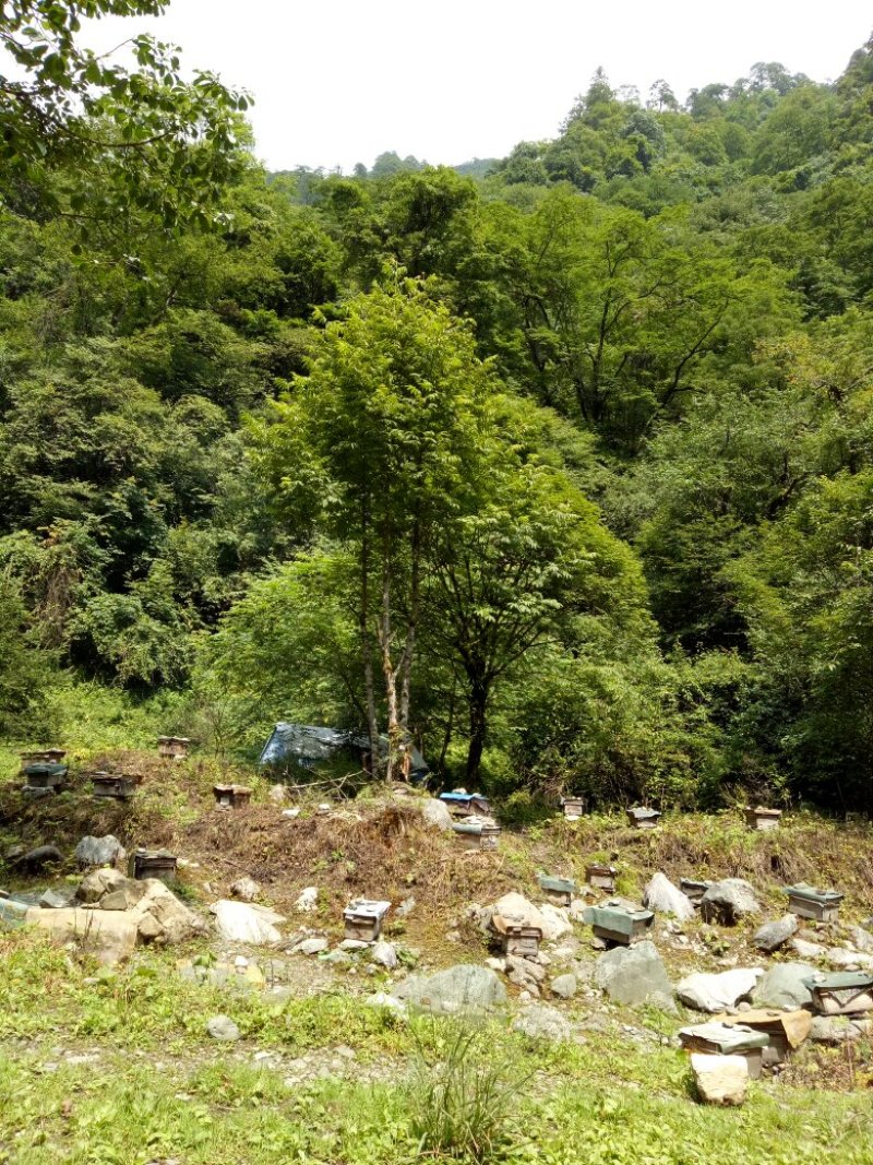 原始森林百花蜜，药蜜