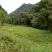 原始森林百花蜜，药蜜