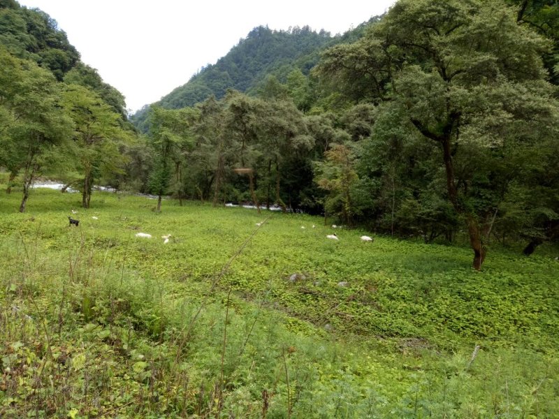 原始森林百花蜜，药蜜