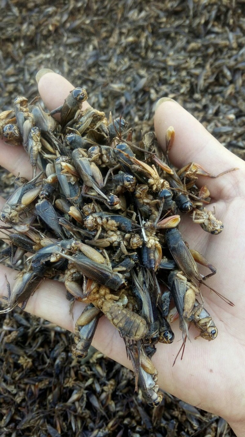 蟋蟀干货精品