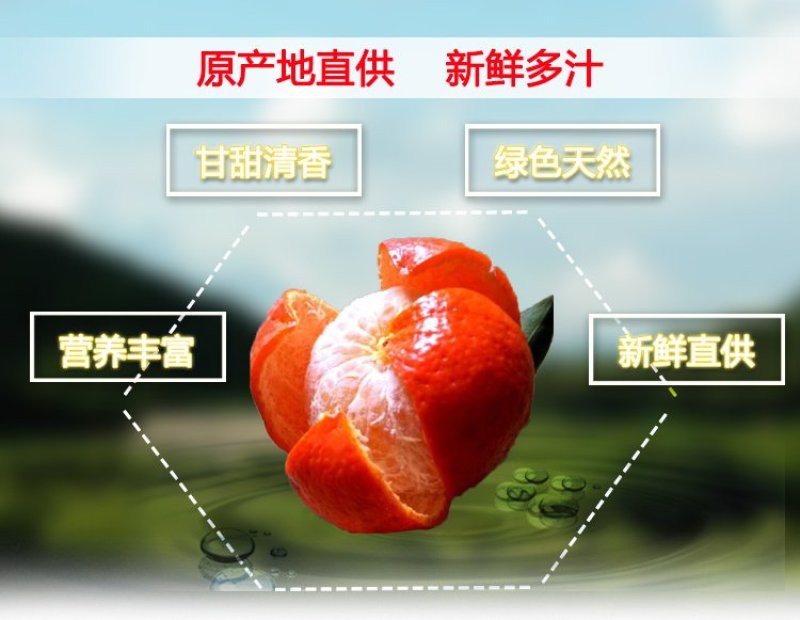 世纪红蜜桔一件代发五斤装