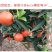 世纪红蜜桔一件代发五斤装