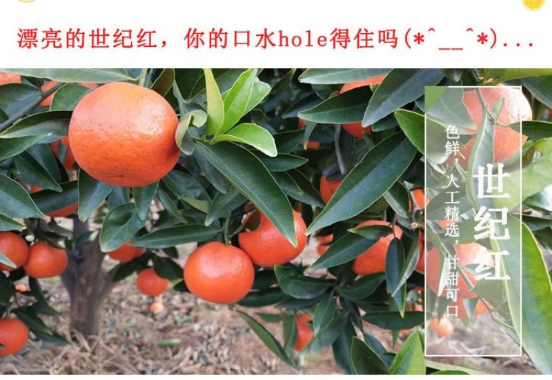 世纪红蜜桔一件代发五斤装