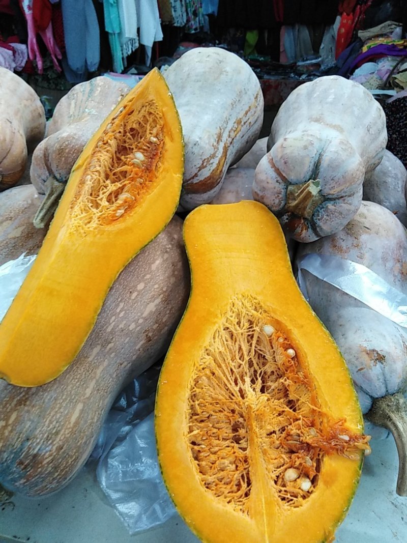 老南瓜（蜜本南）