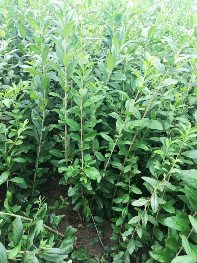 新疆水蜡量大批发，两年生水蜡低价供应