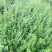 新疆水蜡量大批发，两年生水蜡低价供应