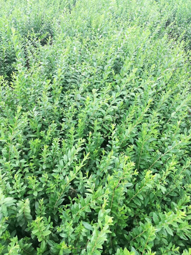 新疆水蜡量大批发，两年生水蜡低价供应