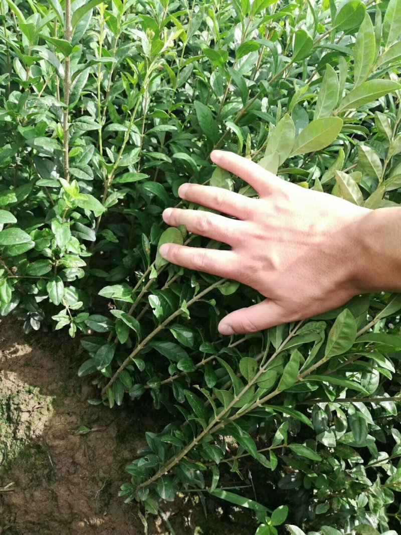 新疆水蜡量大批发，两年生水蜡低价供应
