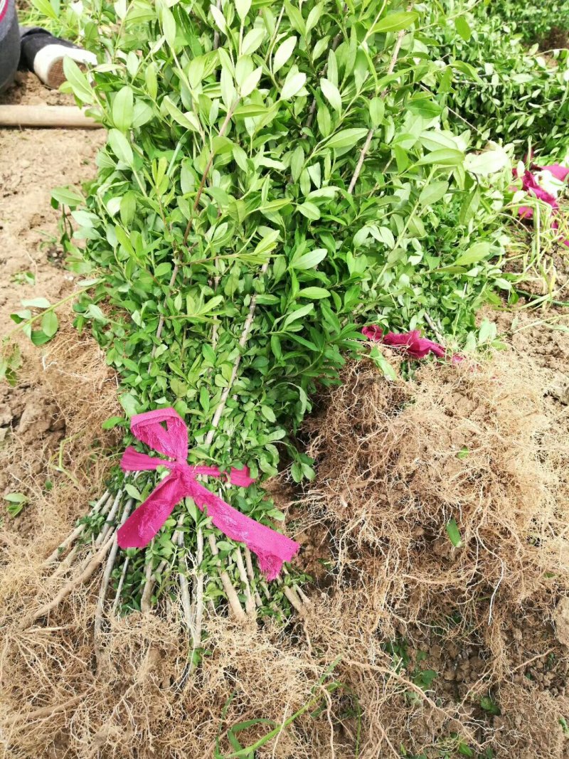 新疆水蜡量大批发，两年生水蜡低价供应