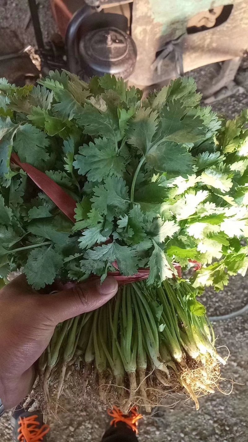 凌海诚信代收大叶香菜上市质量好不超高