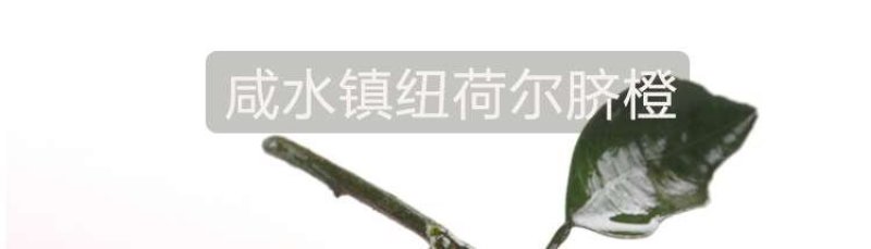 纽荷尔脐橙75~80mm