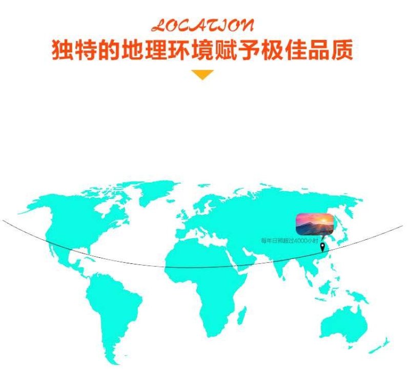 纽荷尔脐橙75~80mm