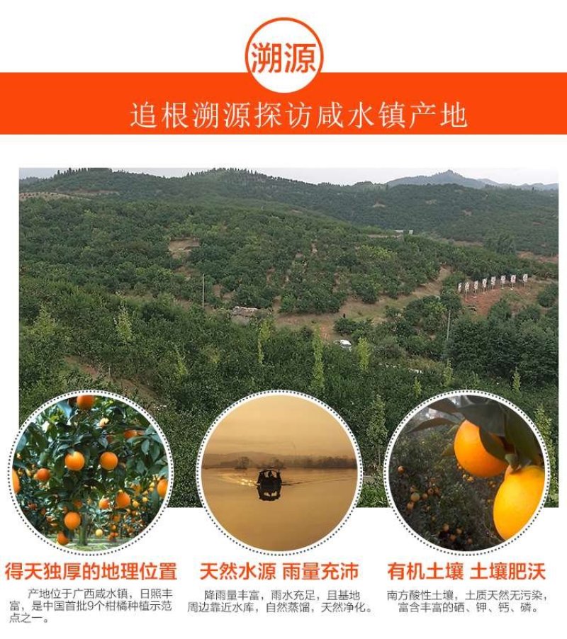 纽荷尔脐橙75~80mm