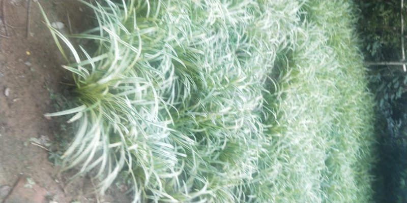 供应金边万年久，又名金边麦冬