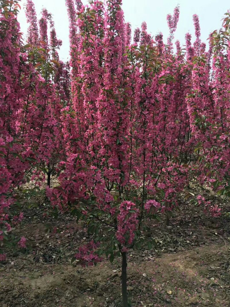 红叶海棠苗圃量大供应