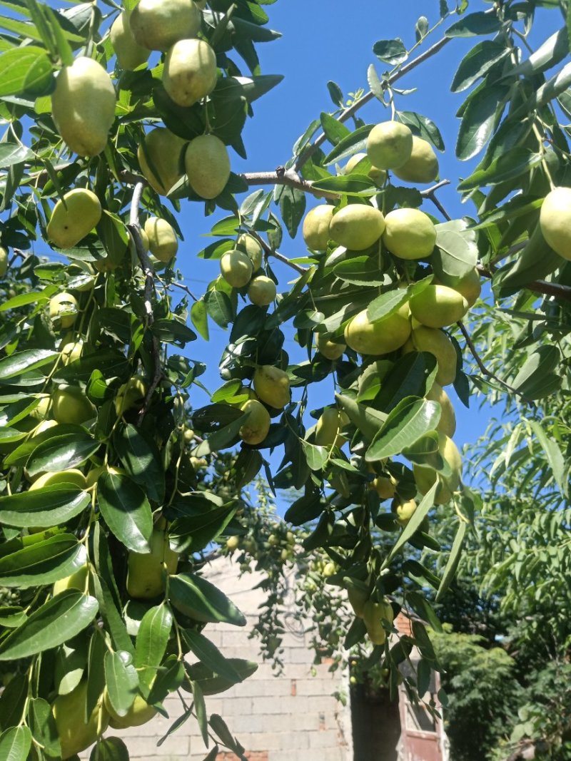 冬枣树苗个头大水分多