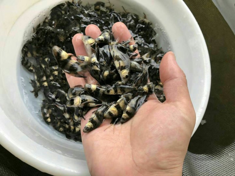 胭脂鱼苗，水体清道夫，量大，需要的老板欢迎采购