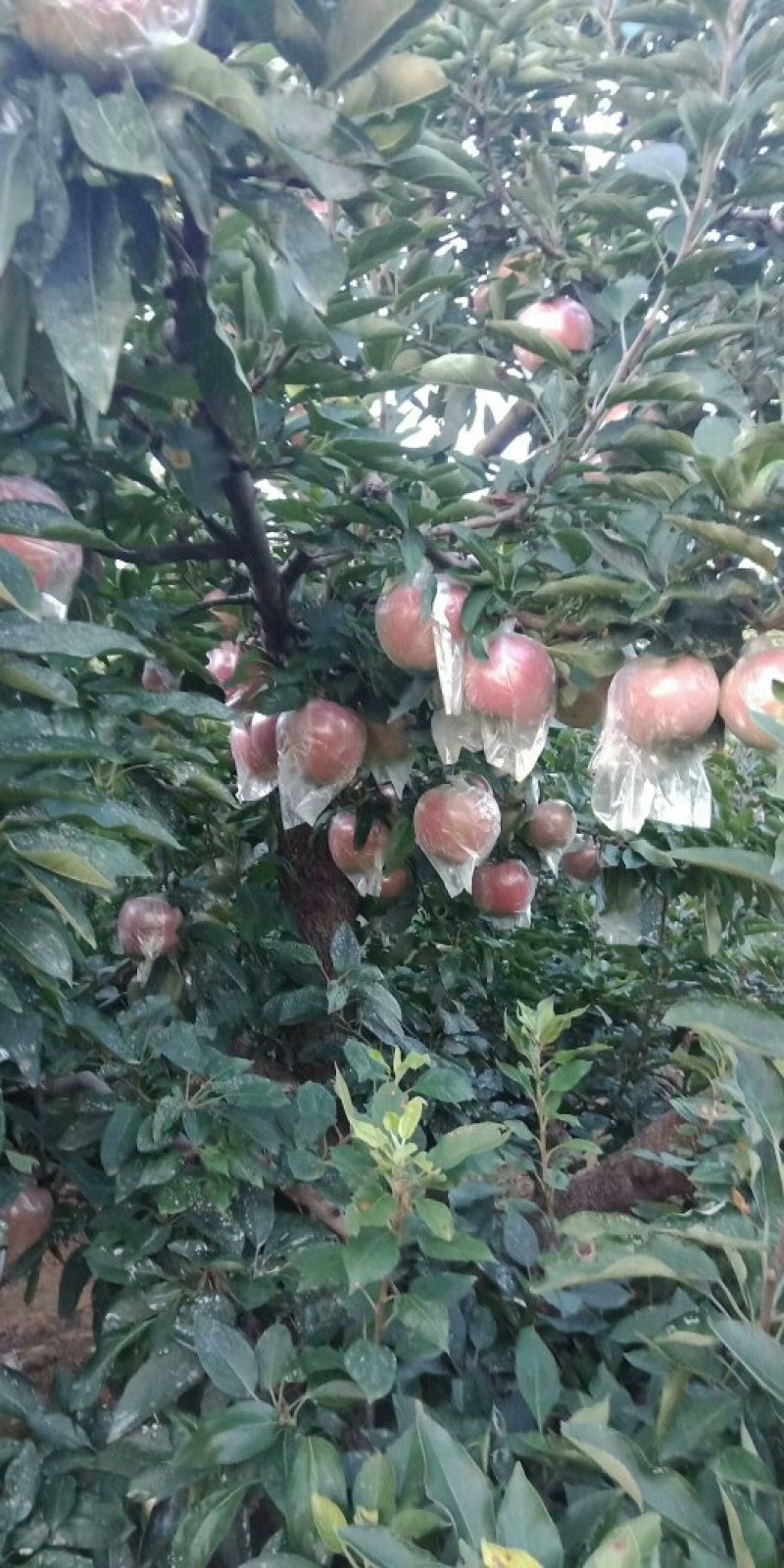 膜袋红星苹果，大量批发，产地直销，货源充足