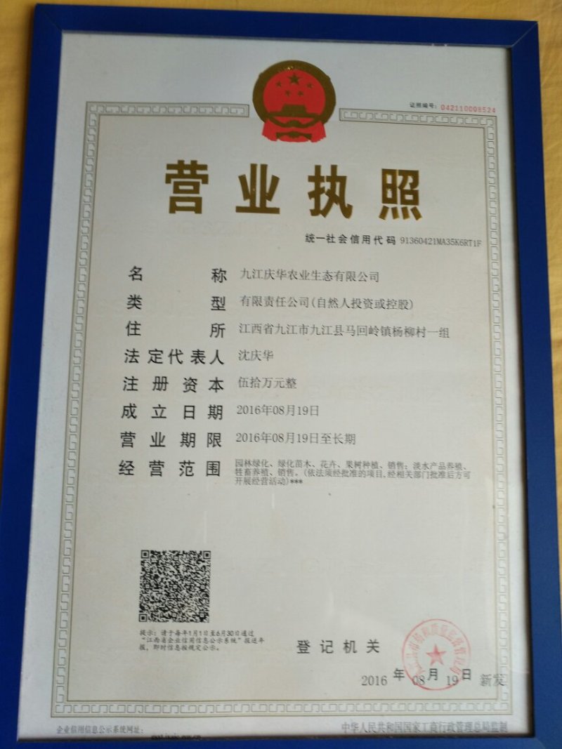 栾树苗