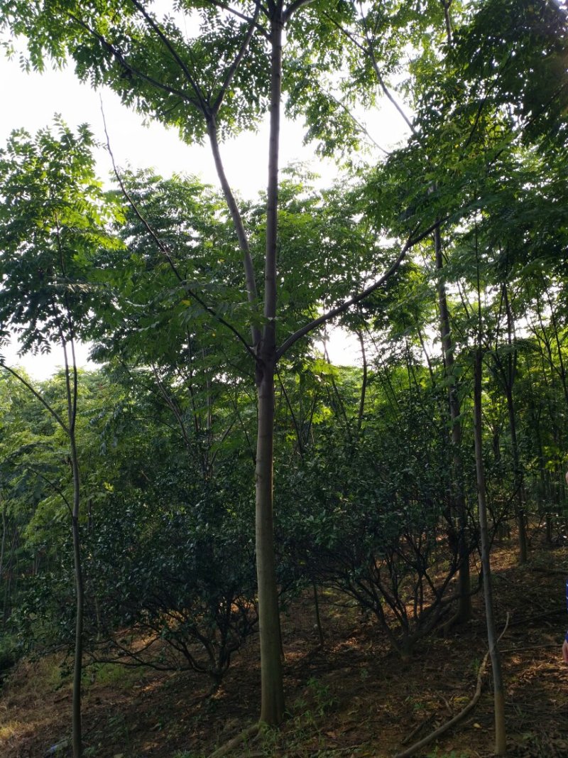 栾树苗