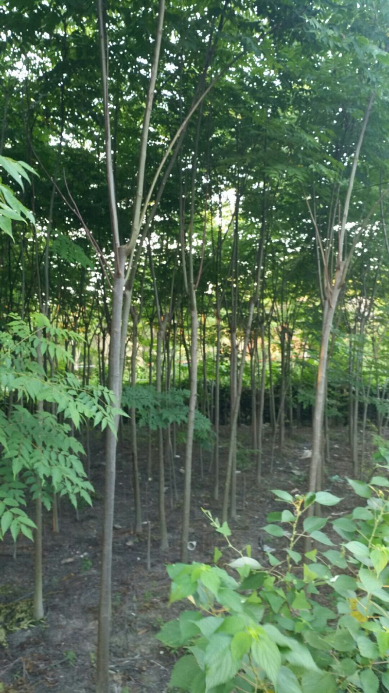 栾树苗