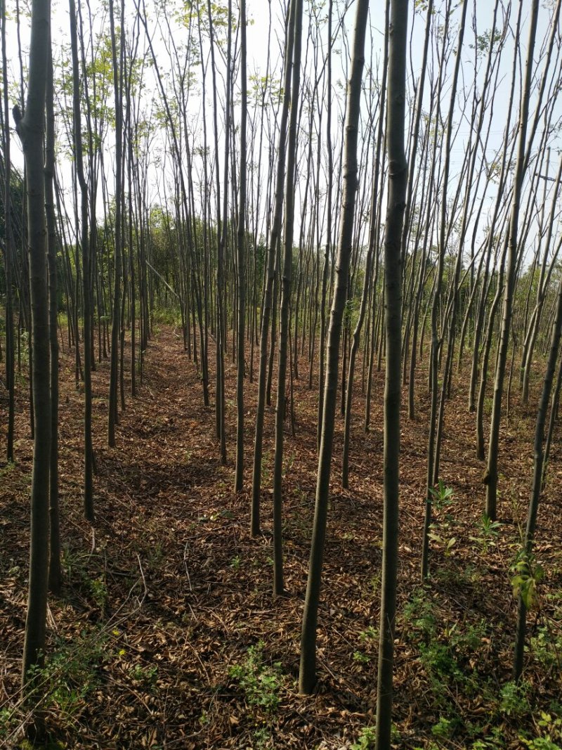栾树苗