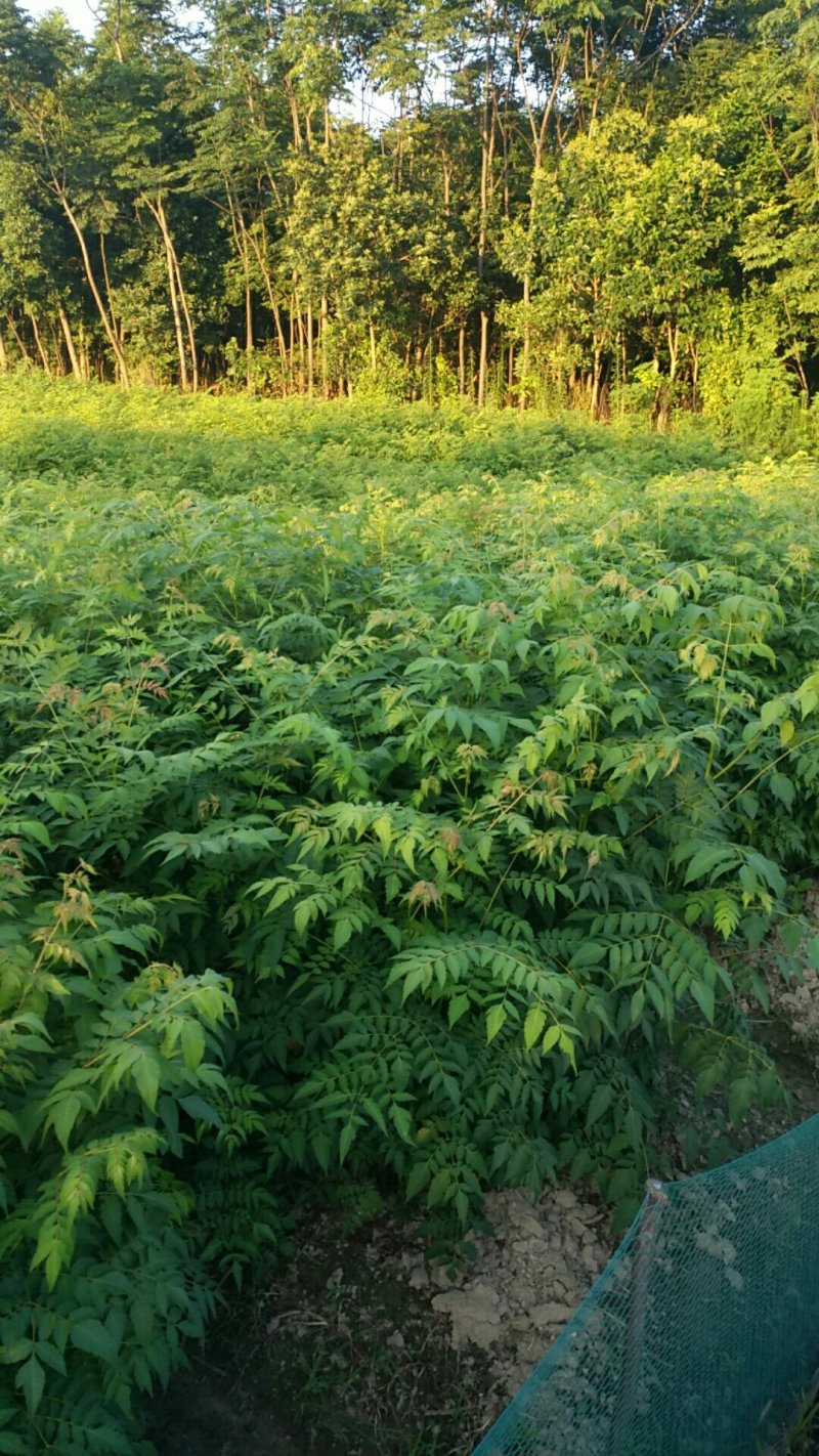 栾树苗