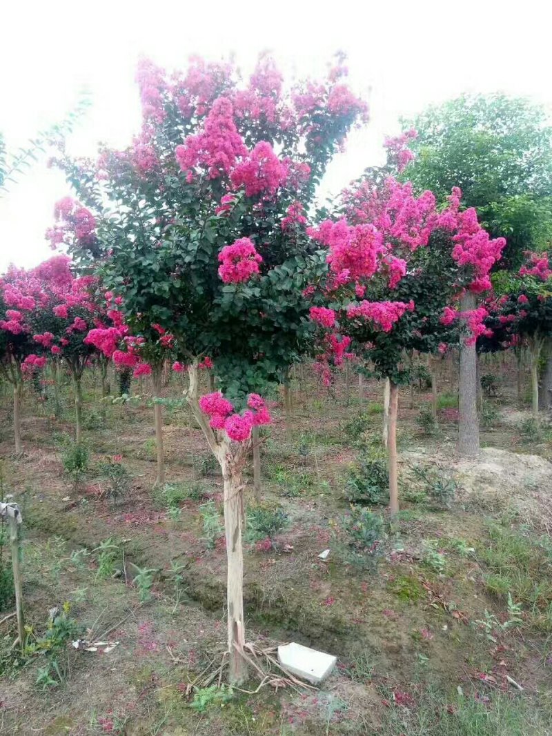 紫薇量大，低价供应紫薇，紫薇1—20公分