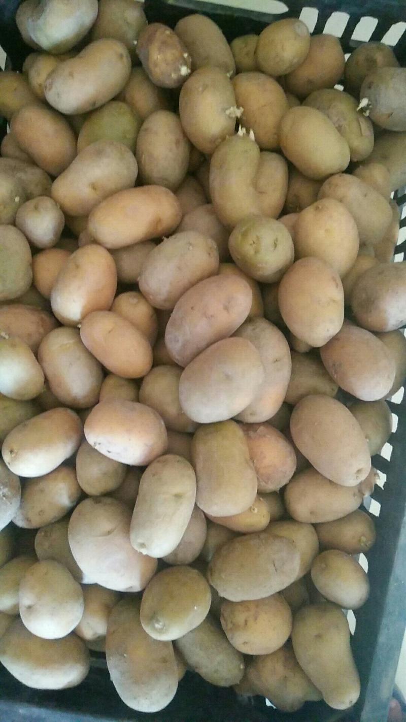 山东滕州荷兰十五黄皮黄心秋季二级脱毒土豆种