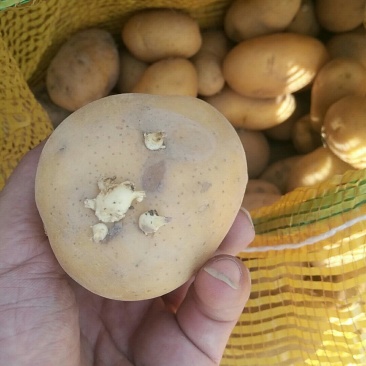 山东滕州荷兰十五黄皮黄心秋季二级脱毒土豆种