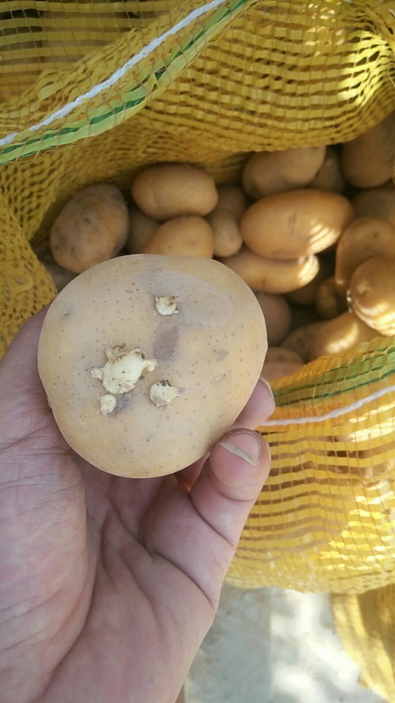 山东滕州荷兰十五黄皮黄心秋季二级脱毒土豆种
