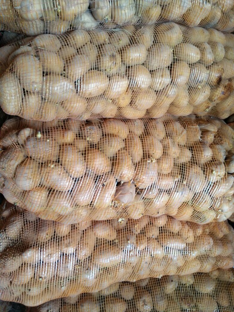 山东滕州荷兰十五黄皮黄心秋季二级脱毒土豆种