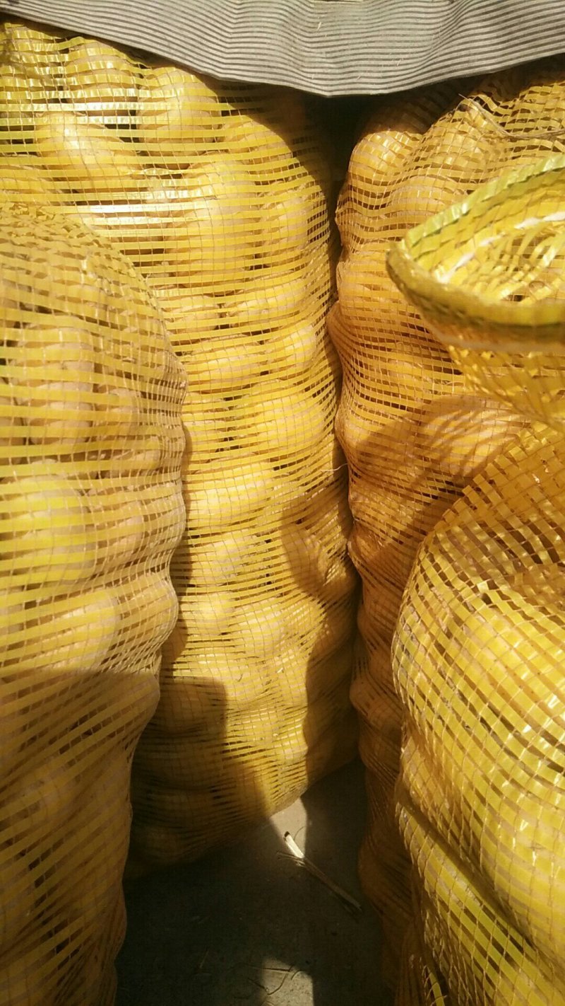 山东滕州荷兰十五黄皮黄心秋季二级脱毒土豆种
