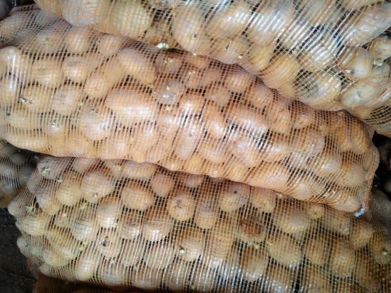 山东滕州荷兰十五黄皮黄心秋季二级脱毒土豆种