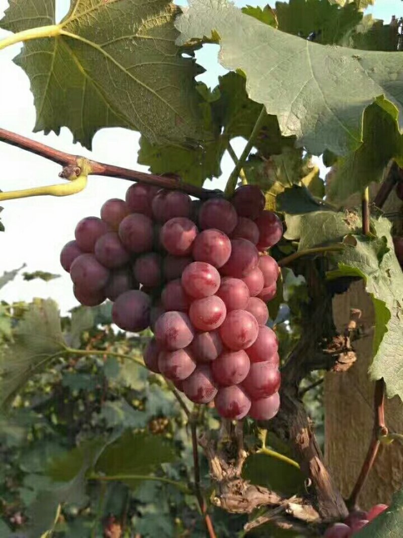葡萄巨峰葡萄大量库存巨峰葡萄价格便宜