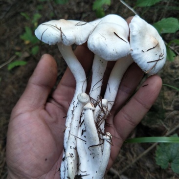 黄油蘑油蘑产地围场直发