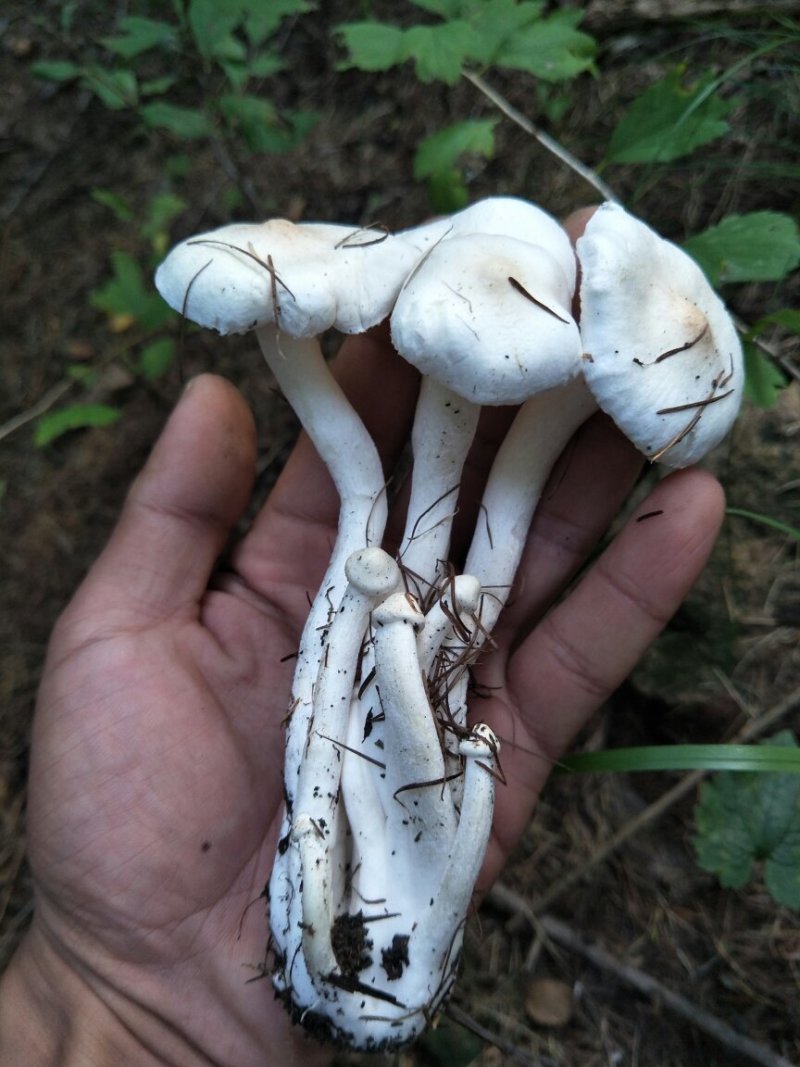 黄油蘑油蘑产地围场直发