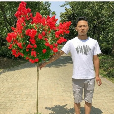 紫薇花苗，紫薇树苗，百日红树苗，