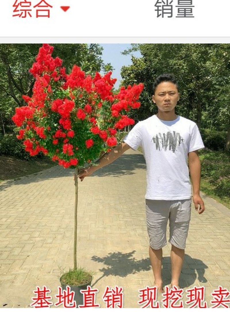 紫薇花苗，紫薇树苗，百日红树苗，